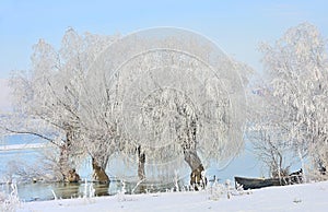 Frosty winter trees and boat