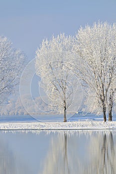 Frosty winter trees