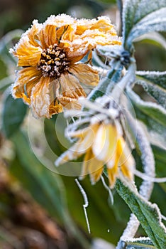 Frosty yellow flowers