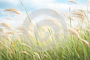 frothy waves of tall grass blowing in the wind