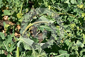 Frots damage on rapeseed.