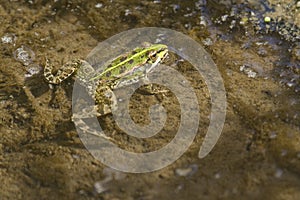 Frow swimming in a pond