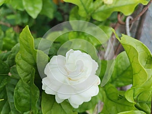 Frower fresh natural beauty flowers-lover white