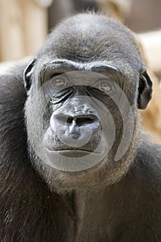 Frown Gorilla Portrait