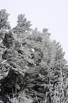 Zmrznuté stromy borovice s prachom