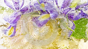 Frozen abstraction of iris flowers
