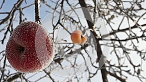 Frozen apple covered with snow on a branch in the winter garden. Macro of frozen wild apples covered with hoarfrost.
