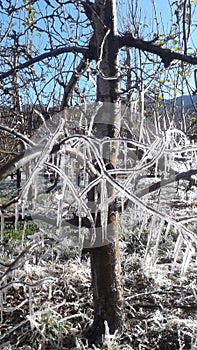 Frozen apple tree in orchard