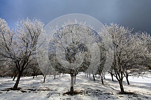 Frozen apple trees in winter
