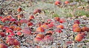 Frozen apples in an apple orchard on early sunny december morinig