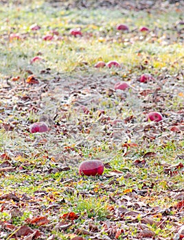 Frozen apples in an apple orchard on early sunny december morinig