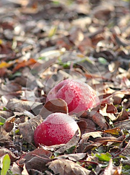 Frozen apples in an apple orchard on early sunny december morinig