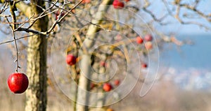 Frozen apples in an apple orchard on early sunny december morinig