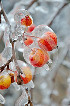 Frozen apples on the branch closeup