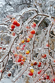 Frozen apples on the branches