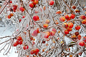 Frozen apples on the branches