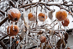 Frozen apples on a leafless branch covered with ice