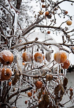 Frozen apples on a leafless branch covered with ice.