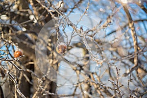 Frozen Apples In Tree Wintertime