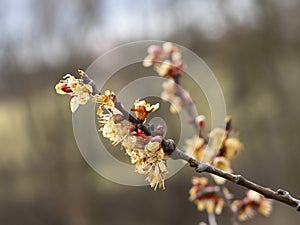 Frozen apricot tree in bloom, frost in the growing season