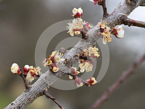 Frozen apricot tree in bloom, frost in the growing season