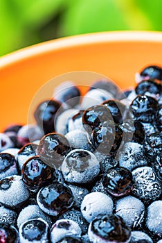 Frozen aronia chokeberry berries in a bowl