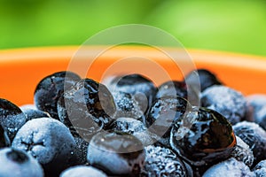 Frozen aronia chokeberry berries in a bowl