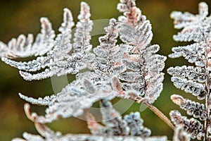 Frozen autumn fern leaves in ice crystals