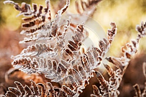 Frozen autumn fern leaves in ice crystals