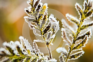 Frozen autumn fern leaves in ice crystals