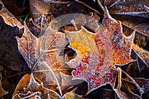 Frozen autumn frost cold morning ice maple leaves