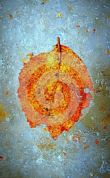 Frozen autumn leaf in the ice