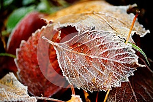 Frozen autumn natural close up colorfull red, green, yellow leaves.