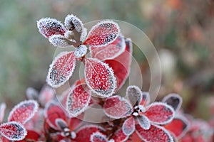 Frozen azalea with red leaves The first frosts, cold weather, frozen water, frost and hoarfrost. Macro shot. Early photo