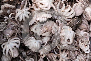 Frozen baby octopus as background. Wholesale market