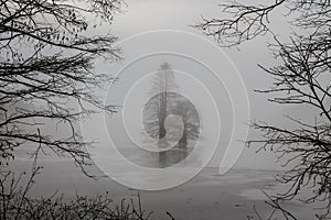 Frozen Bald Cypress Trees Framed by Branches