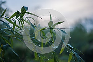 Frozen bamboo branch leaf covered with droplet close up view