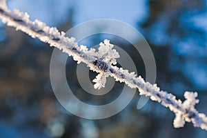 Frozen barbed wire