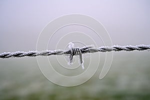 Frozen Barbed wire isolated from background