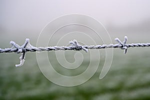 Frozen Barbed wire isolated from background