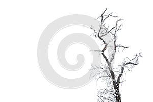 Frozen bare tree branch covered with frost isolated on white background