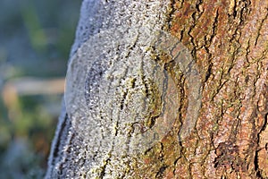 Frozen Bark