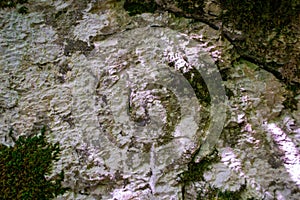 Frozen bark of a tree in hoarfrost covered with moss texture. Dark background