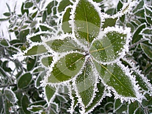 Frozen bay leaves