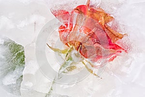 Frozen beautiful red rose flower