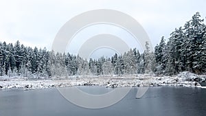 Congelado castor cubierto en la nieve en durante nevada durante nevada 