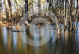 Frozen beaver pond with gnawing tree