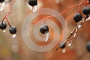 Frozen Berries