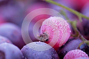 Frozen berries