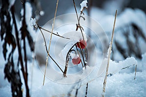 Frozen berries